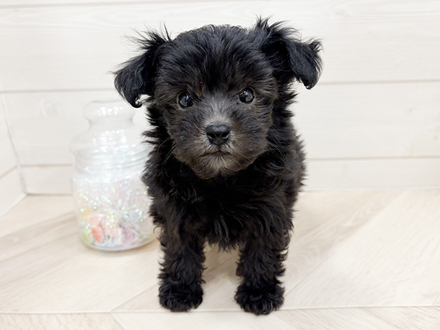 埼玉県のチワプー/プーチー(チワワ×プードル) (ペッツファーストふじみ野店/2026年2月3日生まれ/女の子/シルバー)の子犬