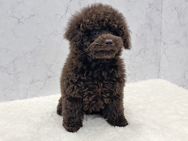 京都府のミニチュアプードル (ペッツファースト京都八幡店/2026年2月3日生まれ/男の子/ブラウン)の子犬の1枚目の画像