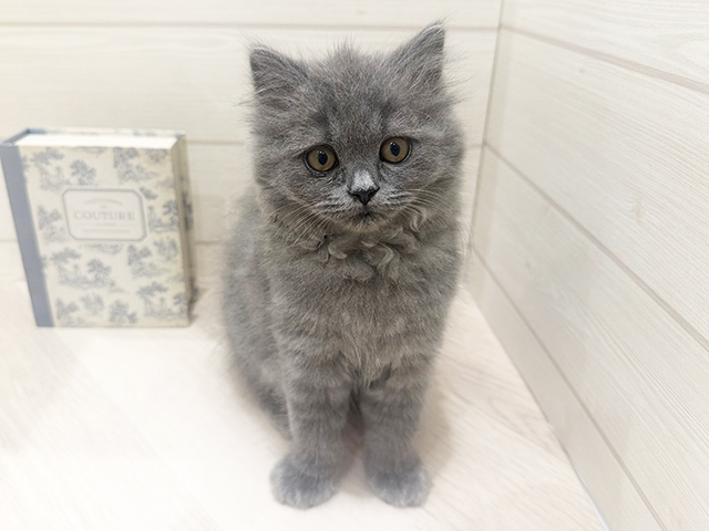 ブリティッシュ(ロングヘア), 性別 女の子, 誕生日 2026/01/30, 毛色 ブルー, 出身 東京都, 店舗 岡崎店(愛知県), お問い合わせ番号 2600116