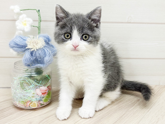 大阪府のブリティッシュショートヘアー (ペッツファーストららぽーと門真店/2026年1月30日生まれ/男の子/ブルーホワイト)の子猫