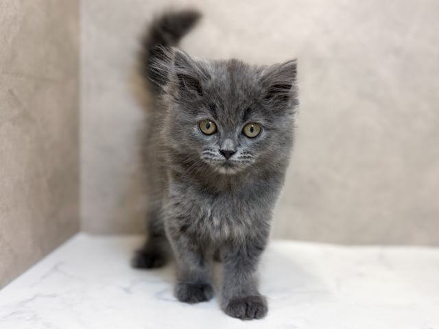 東京都のブリティッシュロングヘアー (ペッツファーストららぽーと立川立飛店/2026年1月31日生まれ/男の子/ブルー)の子猫の1枚目の画像