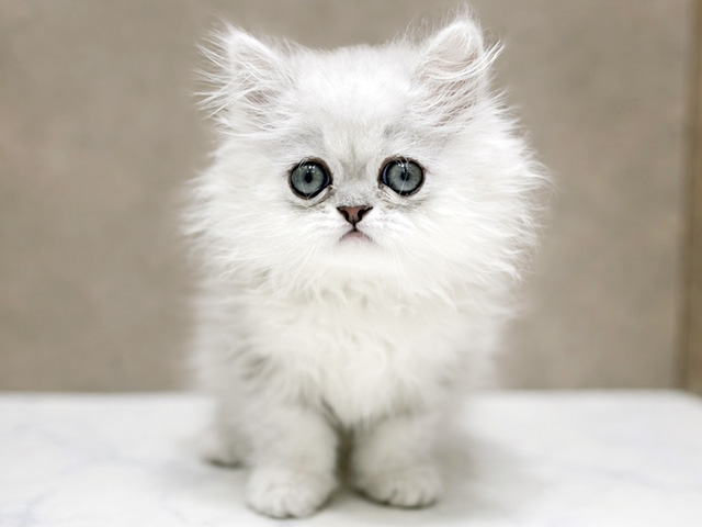 千葉県のエキゾチック (ペッツファーストららぽーとTOKYO-BAY店/2026年1月29日生まれ/男の子/チンチラシルバー)の子猫の1枚目の画像