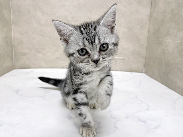 アメリカンショートヘアー, 性別 女の子, 誕生日 2026/01/31, 毛色 シルバータビー, 出身 東京都, 店舗 八王子多摩美大前店(東京都), お問い合わせ番号 2600123