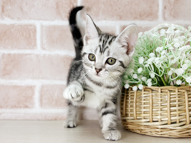 アメリカンショートヘアー