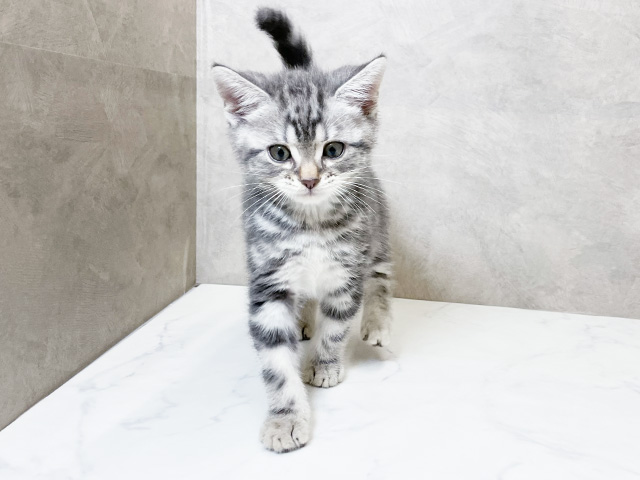 アメリカンショートヘアー