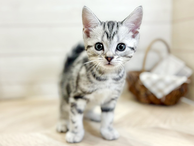 東京都のアメリカンショートヘアー (ペッツファースト昭島店/2026年2月1日生まれ/男の子/シルバータビー)の子猫の1枚目の画像