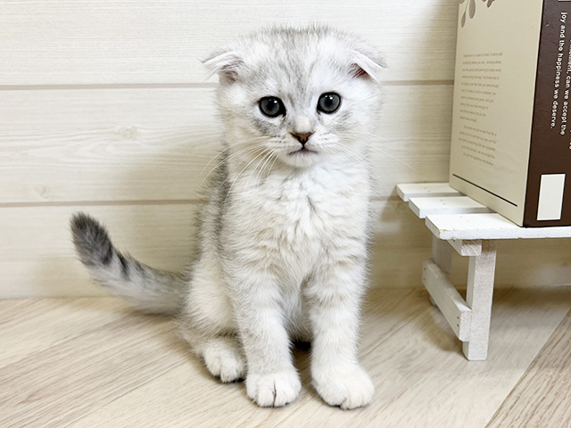 スコティッシュフォールド