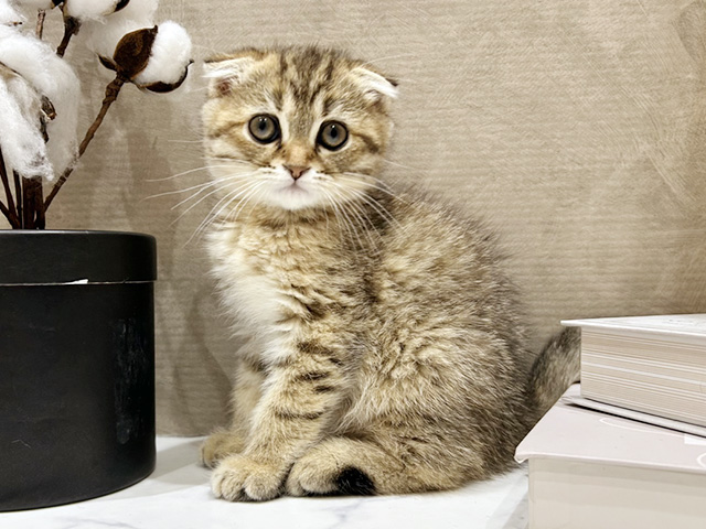 スコティッシュフォールド