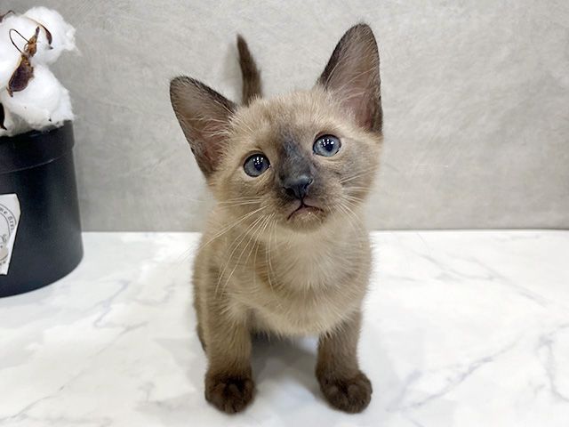 愛知県のバーミーズ (ペッツファースト名古屋栄店/2026年2月1日生まれ/女の子/セーブル)の子猫
