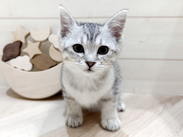 エジプシャンマウ, 性別 女の子, 誕生日 2026/02/01, 毛色 シルバー, 出身 東京都, 店舗 おゆみ野店(千葉県), お問い合わせ番号 2600144