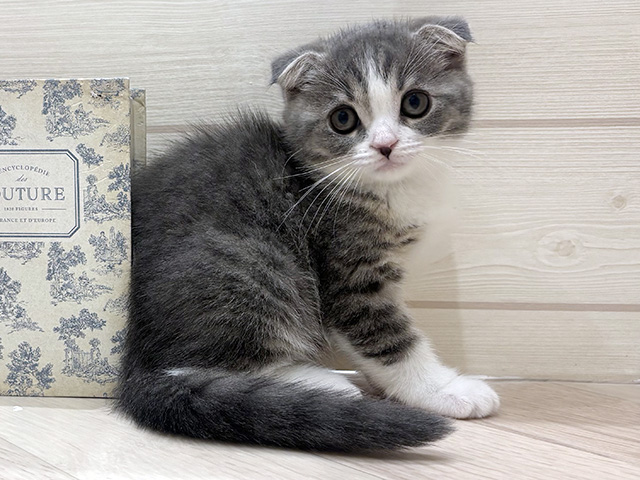 愛知県のスコティッシュフォールド (ペッツファースト岡崎店/2026年2月1日生まれ/女の子/ブルータビーホワイト)の子猫の1枚目の画像