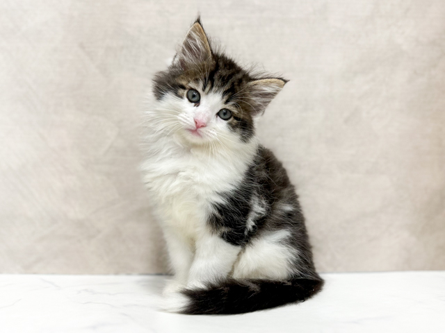 ノルウェージャンフォレストキャット