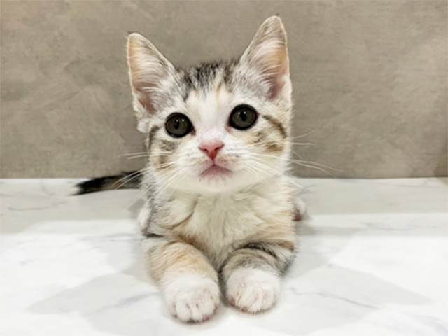 東京都のマンチカン (ペッツファースト中野店/2026年2月1日生まれ/女の子/シルバーパッチドスポテッドタビーホワイト)の子猫の1枚目の画像