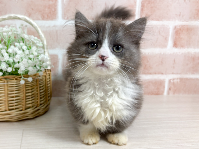 広島県のミヌエット (ペッツファースト広島本通店/2026年1月28日生まれ/女の子/ブルータビーホワイト)の子猫の1枚目の画像