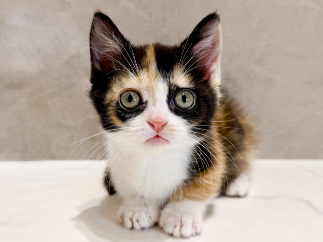 東京都のマンチカン (ペッツファースト神楽坂店/2026年1月31日生まれ/女の子/キャリコ)の子猫の1枚目の画像