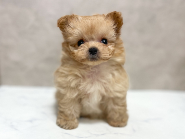 東京都のポメプー(ポメラニアン×プードル) (ペッツファースト池袋店/2026年2月4日生まれ/男の子/アプリコット)の子犬の1枚目の画像