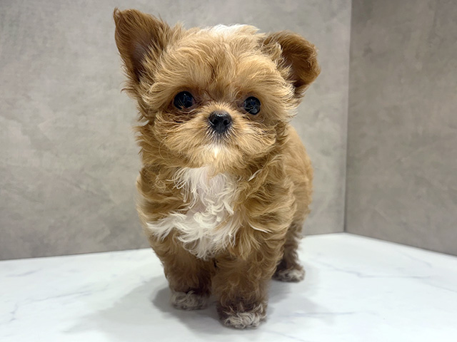 大阪府のチワプー/プーチー(チワワ×プードル) (ペッツファースト心斎橋本店/2026年2月2日生まれ/女の子/アプリコットホワイト)の子犬の1枚目の画像