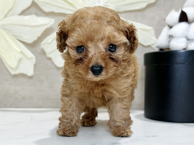 兵庫県のトイプードル(ティーカップ) (ペッツファースト神戸三宮センター街店/2026年2月4日生まれ/女の子/アプリコット)の子犬の1枚目の画像