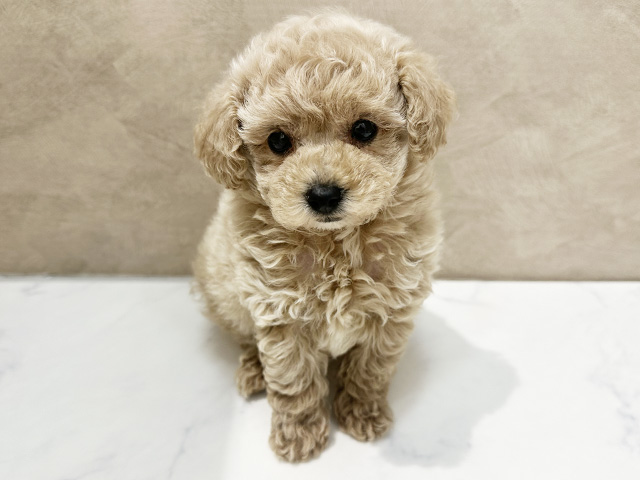 福岡県のトイプードル(トイ) (ペッツファースト福津店/2026年2月3日生まれ/女の子/カフェオレ)の子犬の1枚目の画像