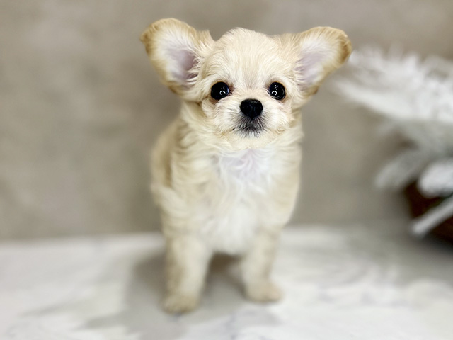 大阪府のチワプー/プーチー(チワワ×プードル) (ペッツファースト茶屋町店/2026年2月4日生まれ/男の子/クリーム)の子犬の1枚目の画像