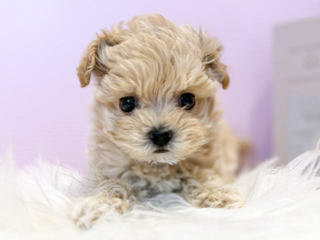 東京都のマルプー(マルチーズ×プードル) (ペッツファースト麻布十番店/2026年2月4日生まれ/女の子/アプリコット)の子犬の1枚目の画像