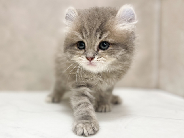 東京都のアメリカンカール (ペッツファースト池袋店/2026年2月1日生まれ/男の子/ブルータビー)の子猫の1枚目の画像