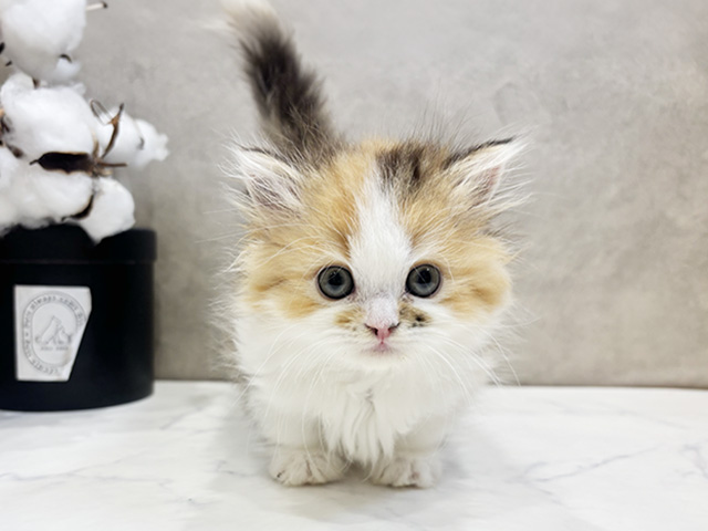 愛知県のマンチカン (ペッツファースト名古屋栄店/2026年2月4日生まれ/女の子/キャリコ)の子猫