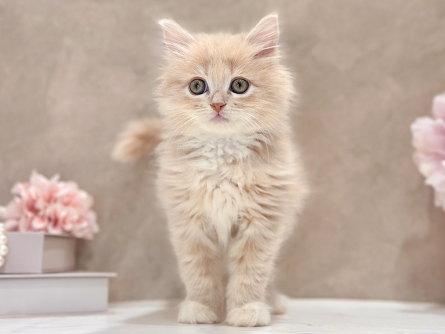 東京都のラガマフィン (ペッツファースト新宿店/2026年2月1日生まれ/男の子/クリームタビーホワイト)の子猫の1枚目の画像
