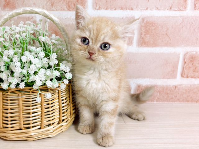 ブリティッシュ(ショートヘア), 性別 女の子, 誕生日 2026/02/04, 毛色 クリームタビー, 出身 埼玉県, 店舗 広島本通店(広島県), お問い合わせ番号 2600185