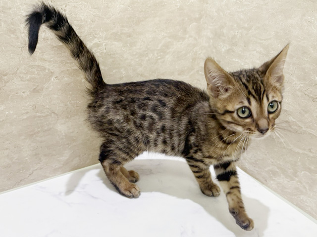 2026年2月3日生まれのベンガル