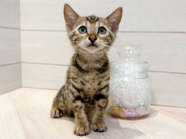 ベンガル, 性別 女の子, 誕生日 2026/02/03, 毛色 ブラウンスポテッドタビー, 出身 群馬県, 店舗 川崎店(神奈川県), お問い合わせ番号 2600190