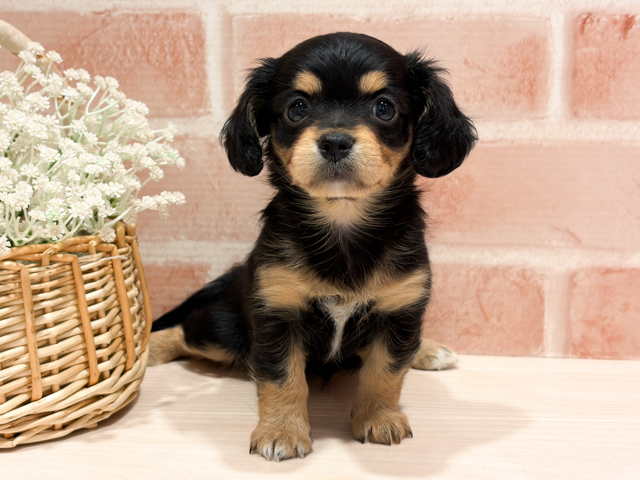 東京都のチワックス(チワワ×ダックス) (ペッツファースト町田店/2026年2月4日生まれ/女の子/ブラックタン)の子犬の1枚目の画像