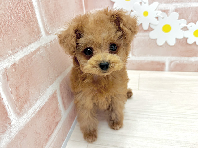 鹿児島県のトイプードル(ティーカップ) (ペッツファースト鹿児島店/2026年2月1日生まれ/男の子/レッド)の子犬の1枚目の画像
