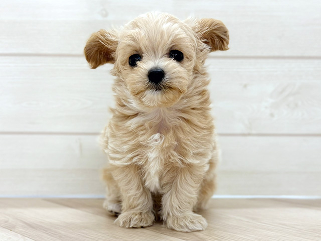 埼玉県のチワプー/プーチー(チワワ×プードル) (ペッツファースト上尾店/2026年2月4日生まれ/男の子/クリーム)の子犬