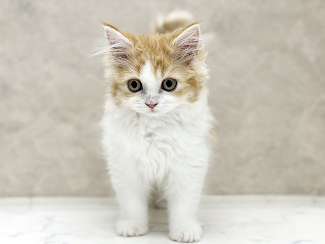 大阪府のラガマフィン (ペッツファースト東大阪店/2026年1月20日生まれ/男の子/レッドタビーホワイト)の子猫の1枚目の画像