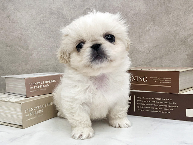 ペキニーズ, 性別 女の子, 誕生日 2026/02/04, 毛色 クリームホワイト, 出身 三重県, 店舗 橿原店(奈良県), お問い合わせ番号 2650083