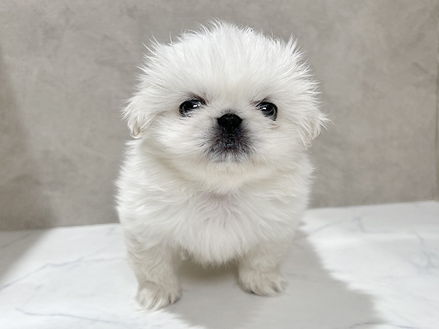 ペキニーズ, 性別 女の子, 誕生日 2026/02/04, 毛色 クリームホワイト, 出身 三重県, 店舗 秋田店(秋田県), お問い合わせ番号 2650084