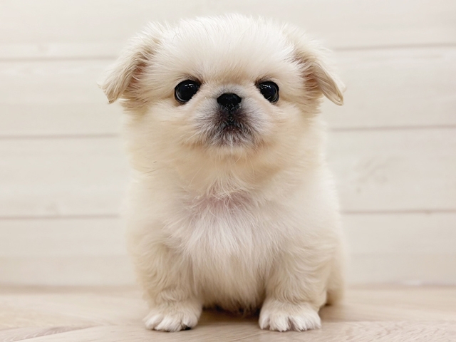 ペキニーズ, 性別 男の子, 誕生日 2026/02/04, 毛色 クリームホワイト, 出身 三重県, 店舗 上尾店(埼玉県), お問い合わせ番号 2650085