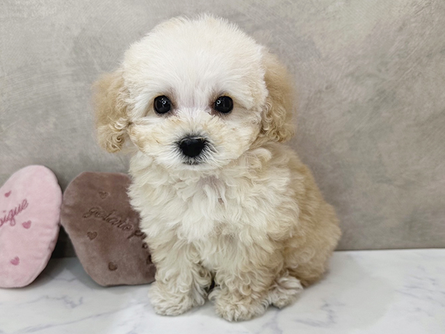 京都府のトイプードル(ティーカップ) (ペッツファースト京都四条河原町店/2026年2月1日生まれ/男の子/クリーム)の子犬の1枚目の画像