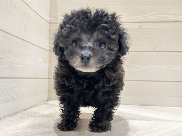 東京都のトイプードル(ティーカップ) (ペッツファースト豊洲店/2026年2月4日生まれ/女の子/シルバー)の子犬の1枚目の画像