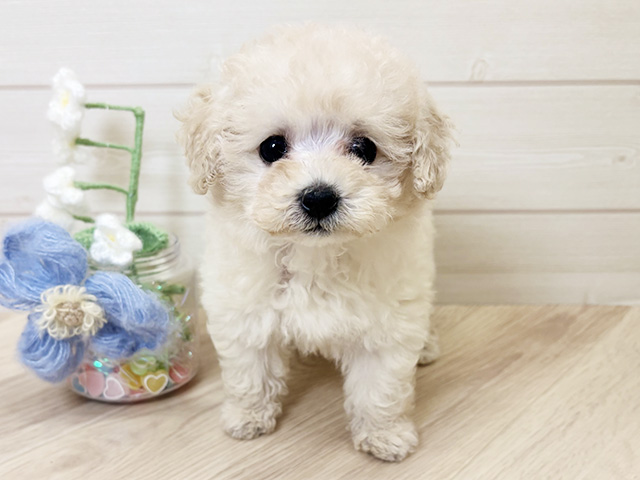 トイプードル(ティーカップ), 性別 女の子, 誕生日 2026/02/04, 毛色 シャンパン, 出身 香川県, 店舗 ららぽーと門真店(大阪府), お問い合わせ番号 2660019