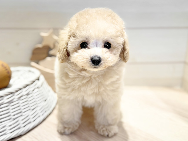 トイプードル(ティーカップ), 性別 女の子, 誕生日 2026/02/04, 毛色 シャンパン, 出身 香川県, 店舗 高崎店(群馬県), お問い合わせ番号 2660020