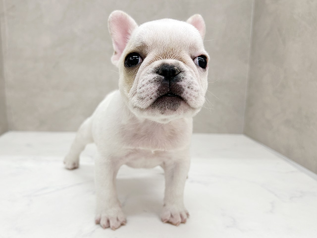 埼玉県のフレンチブルドッグ (ペッツファースト岩槻店/2026年2月4日生まれ/男の子/クリーム)の子犬の1枚目の画像