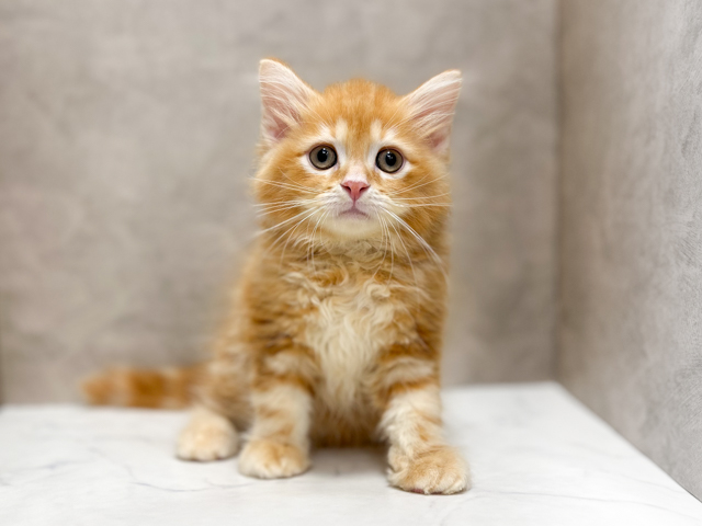 サイベリアン, 性別 男の子, 誕生日 2026/01/23, 毛色 レッドタビー, 出身 埼玉県, 店舗 池袋店(東京都), お問い合わせ番号 2600201