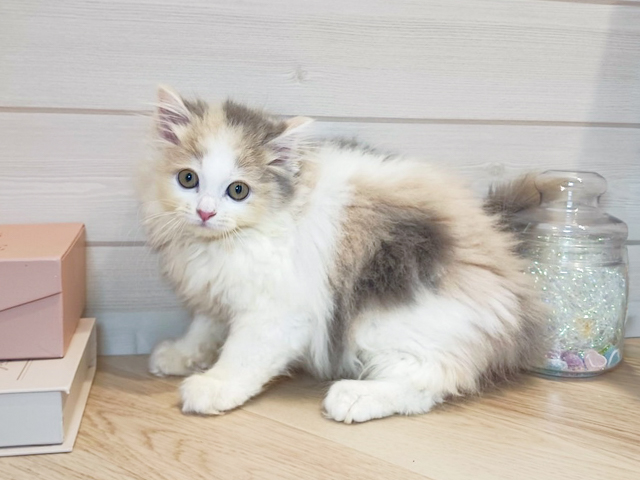 サイベリアン, 性別 女の子, 誕生日 2026/01/23, 毛色 ダイリュートキャリコ, 出身 埼玉県, 店舗 麻布十番店(東京都), お問い合わせ番号 2600202