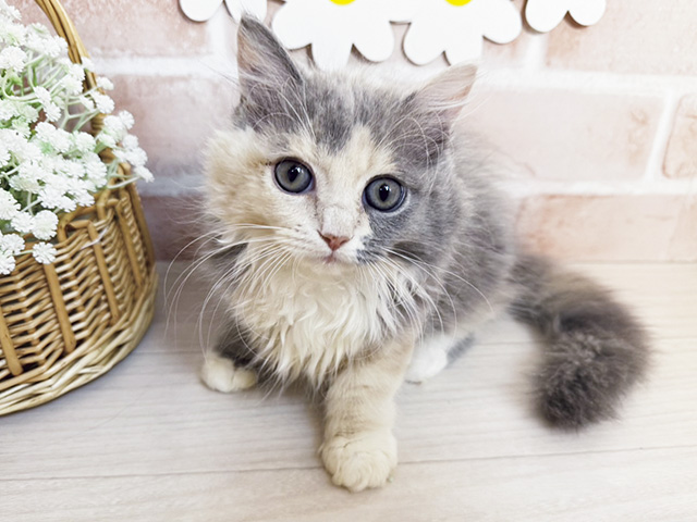 静岡県のサイベリアン (ペッツファースト富士南店/2026年1月23日生まれ/女の子/ダイリュートキャリコ)の子猫の1枚目の画像