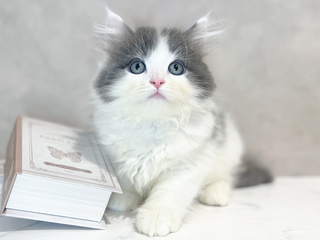 東京都のサイベリアン (ペッツファースト原宿店/2026年2月5日生まれ/男の子/ブルーホワイト)の子猫の1枚目の画像