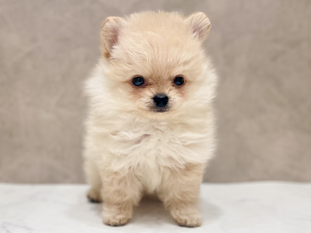 千葉県のポメマル/マルポメ(ポメラニアン×マルチーズ) (ペッツファーストららぽーとTOKYO-BAY店/2026年2月5日生まれ/男の子/クリーム)の子犬の1枚目の画像