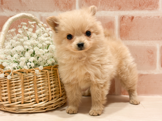 マルチーズミックス