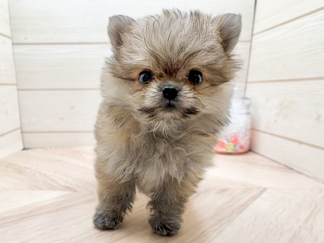 東京都のポメマル/マルポメ(ポメラニアン×マルチーズ) (ペッツファースト渋谷店/2026年2月5日生まれ/女の子/クリームセーブルホワイト)の子犬の1枚目の画像